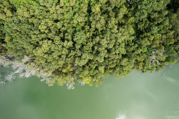 Incroyable fond vert nature Vue de dessus des arbres forestiers et du lac de la rivière Écosystème et concept d'environnement sain et fond de nature