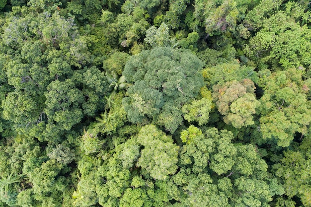 Incroyable forêt abondante Vue aérienne des arbres forestiers Écosystème de la forêt tropicale et fond d'environnement sain Texture des arbres verts forêt de haut en bas