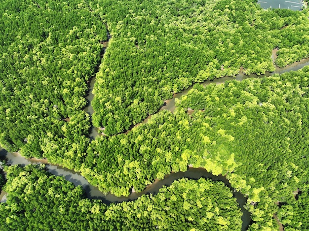 Incroyable forêt de mangrove abondante Vue aérienne des arbres forestiers Écosystème de la forêt tropicale et fond d'environnement sain Texture des arbres verts forêt haut vers le bas Vue grand angle