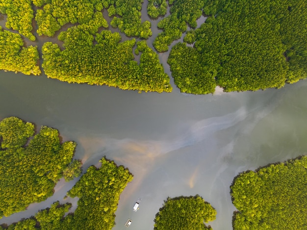 Incroyable forêt de mangrove abondante Vue aérienne des arbres forestiers Écosystème de la forêt tropicale et fond d'environnement sain Texture des arbres verts forêt haut vers le bas Vue grand angle