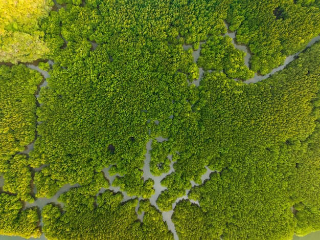 Incroyable forêt de mangrove abondante Vue aérienne des arbres forestiers Écosystème de la forêt tropicale et fond d'environnement sain Texture des arbres verts forêt haut vers le bas Vue grand angle