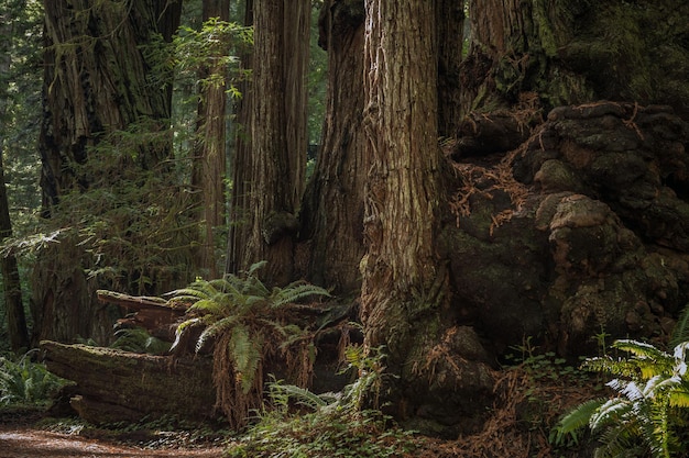 Une incroyable forêt de séquoias anciennes