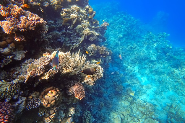 L'incroyable monde sous-marin des poissons tropicaux de la mer Rouge se cache près des coraux