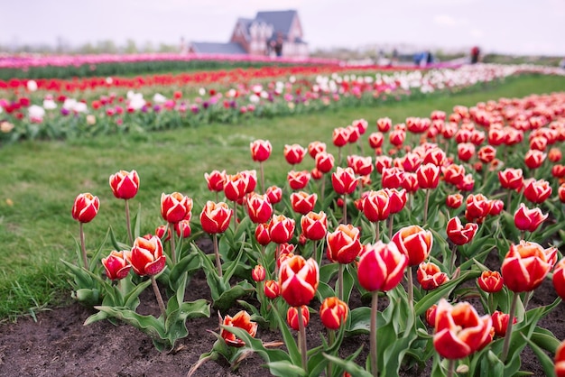 Incroyable motif de tulipes colorées en fleurs en plein air nature fleurs concept de jardinage de printemps