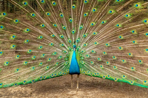 Incroyable paon mâle indien (Pavo cristatus).