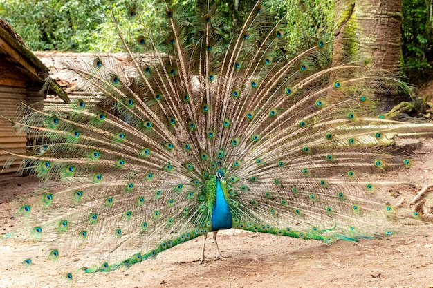 Incroyable paon mâle indien (Pavo cristatus).