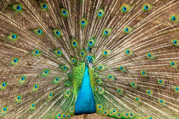 Incroyable paon mâle indien (Pavo cristatus).