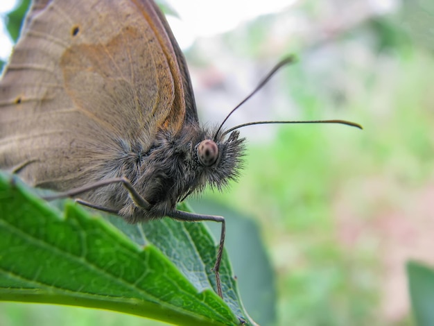 Incroyable papillon hirsute de près