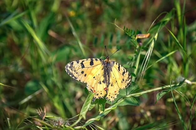 Incroyable papillon perché sur l'herbe verte