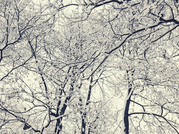 Incroyable parc d'hiver de conte de fées Arbres recouverts de neige Fond saisonnier de Noël