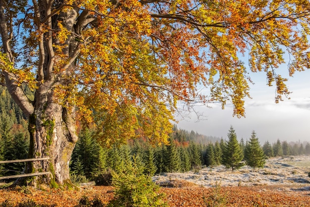 Incroyable paysage d'automne avec des arbres jaunes dans les montagnes Belle nature en automne Ukraine Carpates