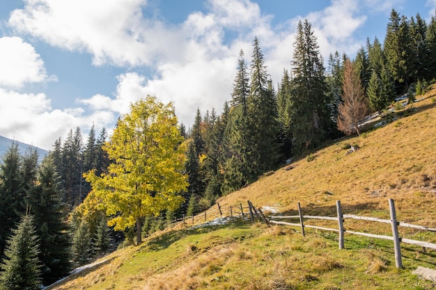 Incroyable paysage d'automne avec des arbres jaunes dans les montagnes Belle nature en automne Ukraine Carpates