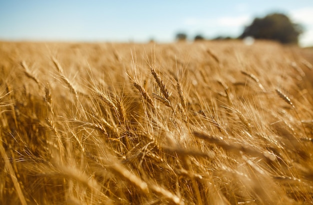 Incroyable paysage de coucher de soleil sur l'agricultureCroissance nature récolte champ de blé produit naturel