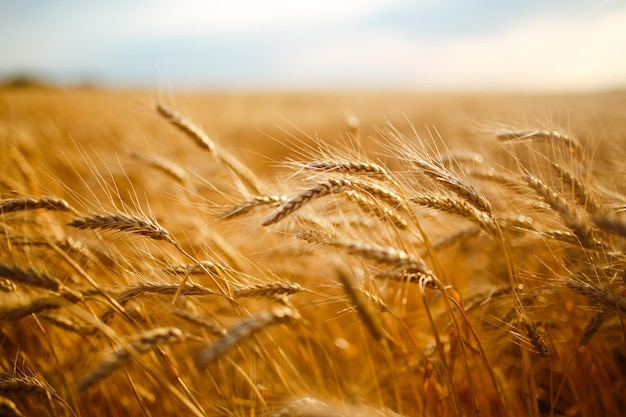 Incroyable paysage de coucher de soleil sur l'agricultureCroissance nature récolte champ de blé produit naturel