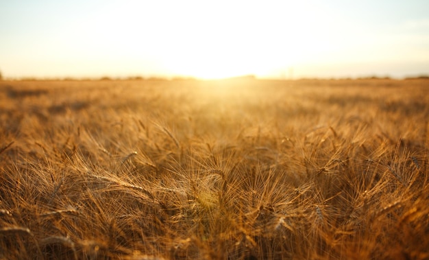 Incroyable paysage de coucher de soleil sur l'agricultureCroissance nature récolte champ de blé produit naturel