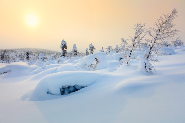 Incroyable paysage d'hiver du Nord coucher de soleil arbres couverts de neige et de grands bancs de neige