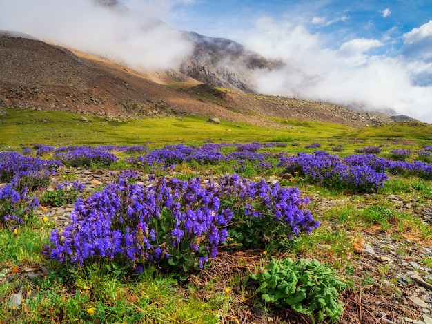Incroyable paysage de montagne d'été. Une pelouse couverte de buissons à fleurs violettes. Paysage naturel avec un beau ciel nuageux. Le renouveau de la planète.