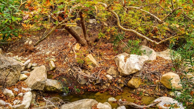 Incroyable paysage naturel dans le canyon d'Avakas à Chypre Parc national sauvage avec falaises, montagnes, rochers et arbres Vallée naturelle profonde à découvrir pour les touristes et les voyageurs Arrière-plan vintage