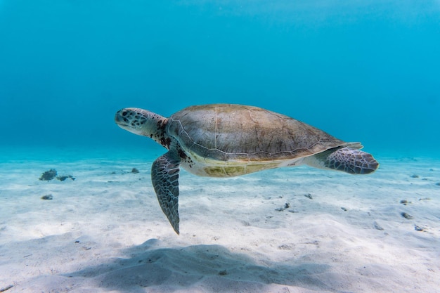 Incroyable photo d'une tortue de mer nageant dans l'eau cristalline