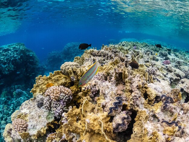 Incroyable récif corallien coloré avec des poissons exotiques de la mer Rouge