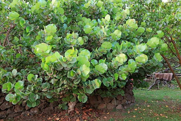 Incroyable Seagrape Coccoloba Uvifera Tree sur l'île de Pâques au Chili