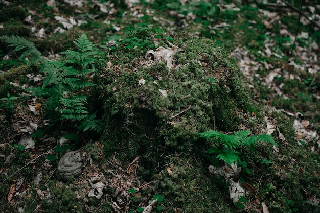 Incroyable souche recouverte de mousse douce dans une forêt verte comme dans un conte de fées.