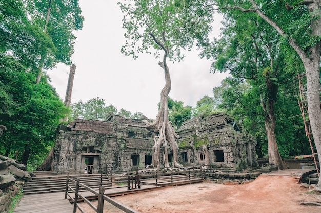 Incroyable temple Ta Prohm envahi par les arbres, Siem Reap, Cambodge.