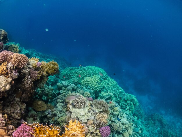 Incroyable vie sous-marine dans les récifs coralliens colorés de la mer Rouge