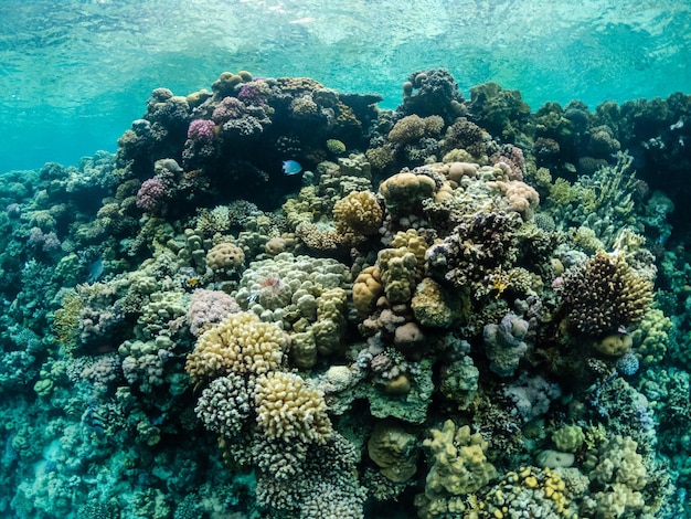 Incroyable vie sous-marine dans les récifs coralliens colorés de la mer Rouge