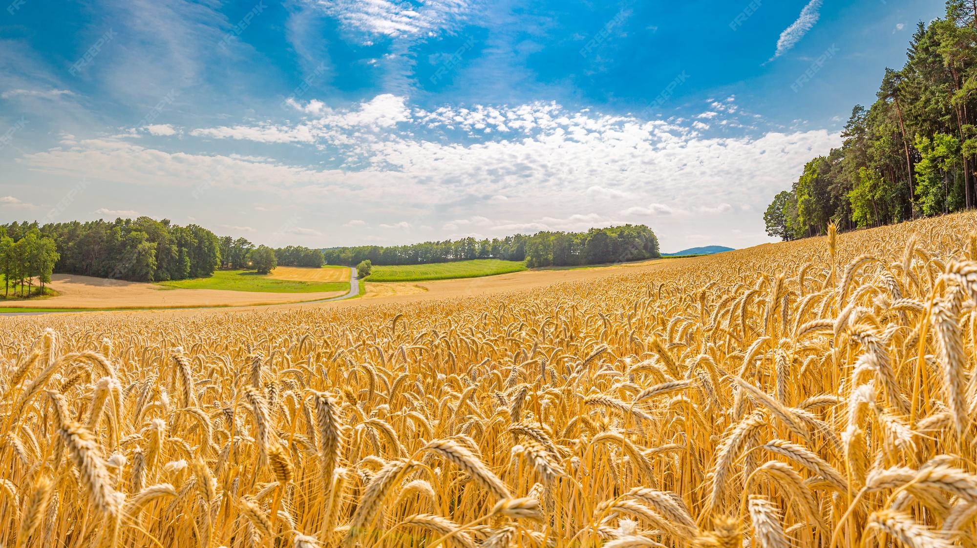 Incroyable Vue Panoramique Sur La Campagne Du Paysage Du Champ De Blé