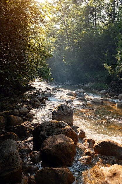 Incroyable vue panoramique sur la forêt avec rivière sur fond d'arbres verts le matin ou le soir rayons du soleil