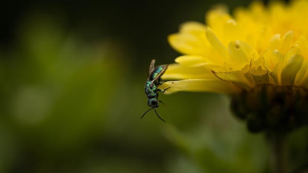 Incroyablement belle guêpe brillante sur un chrysanthème jaune