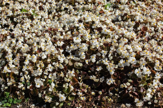 Incroyables fleurs printanières colorées dans la nature