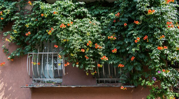 Incroyables fleurs printanières colorées dans la nature