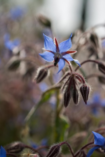 Incroyables fleurs printanières colorées en vue