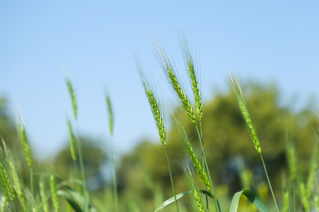 Photo inde blé ferme de blé