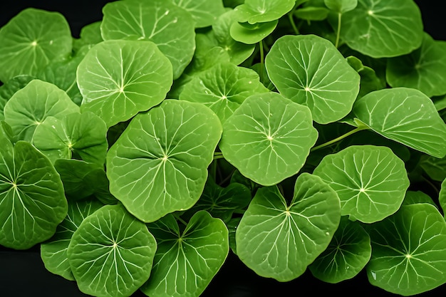 Indian Pennywort manimuni feuillage vert feuille gros plan