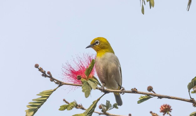 Indian whiteeye ou Oriental Whiteeye Zosterops palpebrosus oiseau perché sur arbre avec fleur