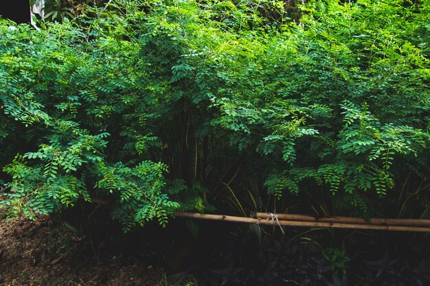 Indigo planté comme matière première pour la teinture de l&#39;indigo, feuilles vertes utilisées pour la teinture des tissus