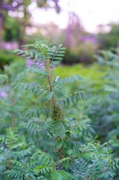 Indigofera tinctoria dans le jardin.Les fleurs de Bouquet sont utilisées pour fabriquer des colorants.