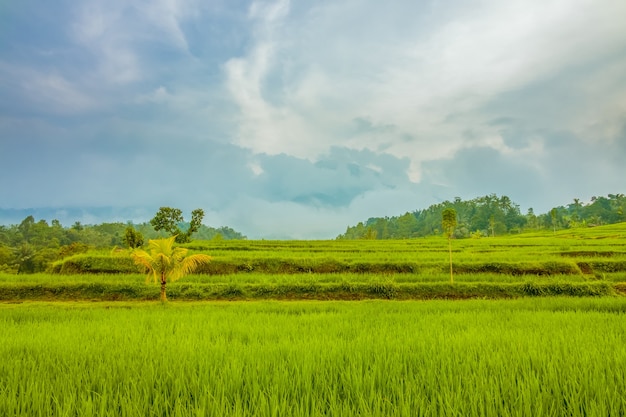 Indonésie. Champs de riz sur l'île de Java. Nuageux soir