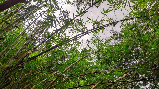 En Indonésie, les forêts de bambou sont abondantes.