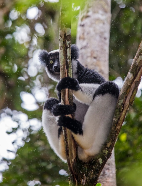 Indri est assis sur un arbre sous la pluie. Madagascar. Parc national de Mantadia.