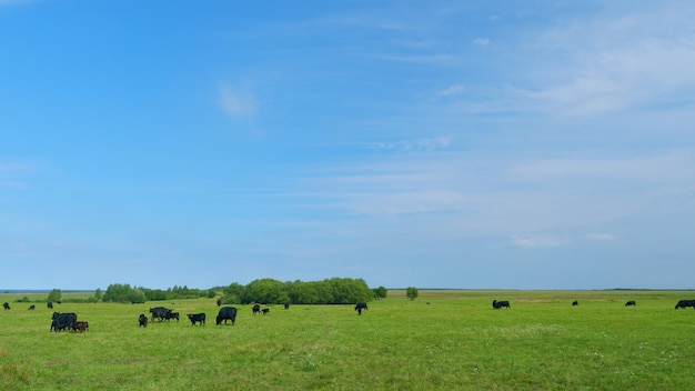 L'industrie agricole la vache noire mange de l'herbe dans un champ de ferme le bétail dans le pâturage