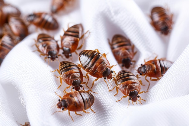 Une infestation de punaises de lit sur tissu blanc