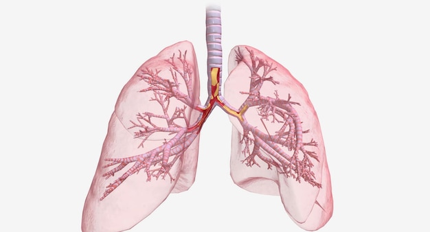 Photo inflammation et constriction des voies respiratoires