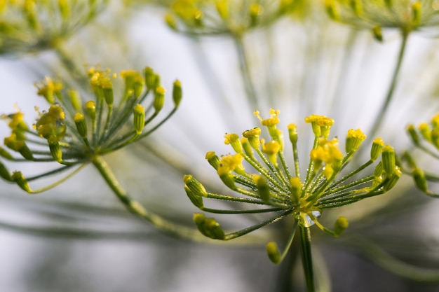 Inflorescence d&#39;Aneth