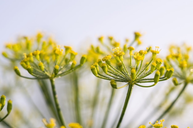 Inflorescence d&#39;Aneth