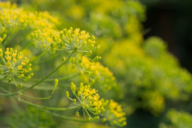 Inflorescence d&#39;Aneth