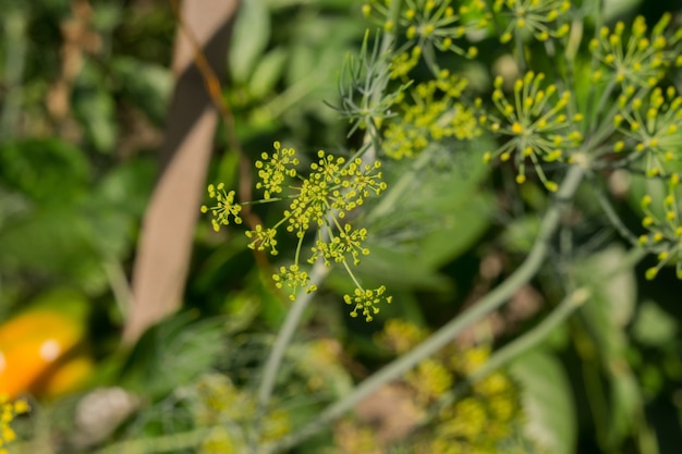 Inflorescence d&#39;Aneth